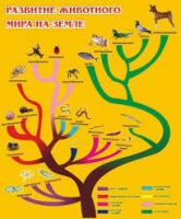 Стенд "Развитие животного мира на земле" - «globural.ru» - Тверь