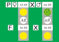 Модель-аппликация Дигибридное скрещивание. Законы Менделя. (набор из 84 карт) - «globural.ru» - Тверь