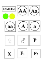Модель-аппликация Моногибридное скрещивание и его цитологические основы - «globural.ru» - Тверь