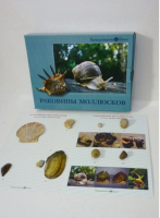 Коллекция "Раковины моллюсков" (вариант 2) - «globural.ru» - Тверь
