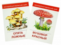 Раздаточные карточки "Грибы съедобные и не съедобные" - «globural.ru» - Тверь