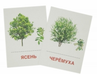 Раздаточные карточки "Деревья и кустарники" - «globural.ru» - Тверь
