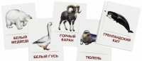 Раздаточные карточки "Животные холодных широт" - «globural.ru» - Тверь