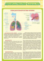 Стенд "Дыхательная система" - «globural.ru» - Тверь