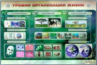 Электрифицированный стенд "Уровни организации жизни" - «globural.ru» - Тверь