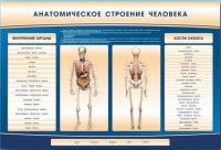 Электрифицированный стенд-тренажер c макетом скелета "Анатомическое строение человека" - «globural.ru» - Тверь