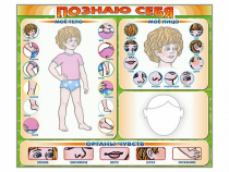 Стенд маркерный "Познаю себя" (тело, голова, органы чувств) - «globural.ru» - Тверь