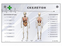 Электрифицированный стенд-тренажер "Скелетон" - «globural.ru» - Тверь