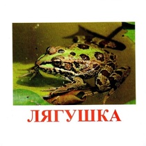 Карточки Домана "Амфибии и рептилии" - «globural.ru» - Тверь