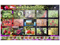 Комплект оборудования "Живой уголок" (растения) с тифлопереводом и сурдокомментариями - «globural.ru» - Тверь