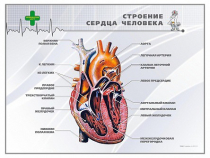 Стенд "Строение сердца человека" - «globural.ru» - Тверь