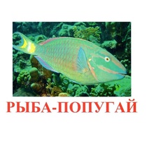 Карточки Домана "Рыбы" - «globural.ru» - Тверь