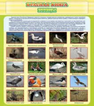 Стенд "Красная книга - птицы" - «globural.ru» - Тверь