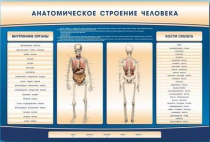 Электрифицированный стенд-тренажер c макетом скелета "Анатомическое строение человека" - «globural.ru» - Тверь