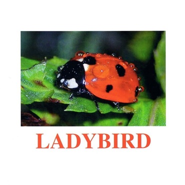 "Insects" ("Насекомые") английские карточки Домана - «globural.ru» - Тверь