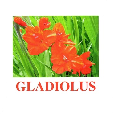 "Flowers-1" ("Цветы-1") английские карточки Домана - «globural.ru» - Тверь