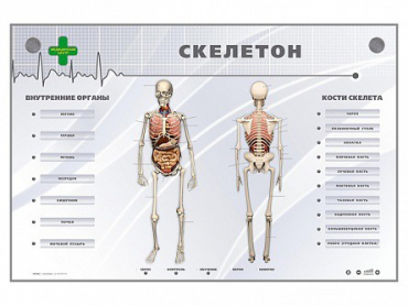 Электрифицированный стенд-тренажер "Скелетон" - «globural.ru» - Тверь