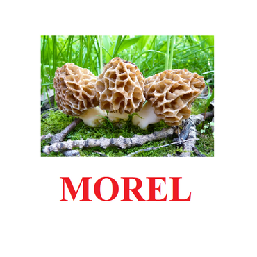 "Mushrooms" ("Грибы") английские карточки Домана - «globural.ru» - Тверь