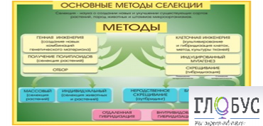 Стенд "Методы селекции и биотехнологии" - «globural.ru» - Тверь