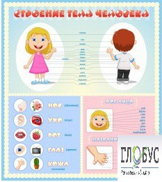 Стенд "Строение человека" для детей - «globural.ru» - Тверь
