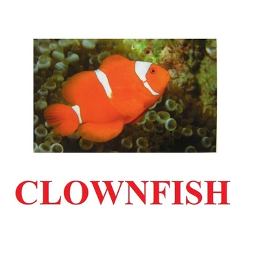"Fish" ("Рыбы") английские карточки Домана - «globural.ru» - Тверь